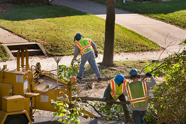 Professional Tree Services in New Milford, IL